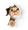 8791-cat_-___Andrey_Kuzmin_-_Fotolia.com.jpg