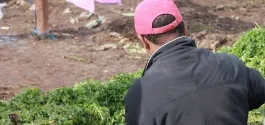 mag_agriculture